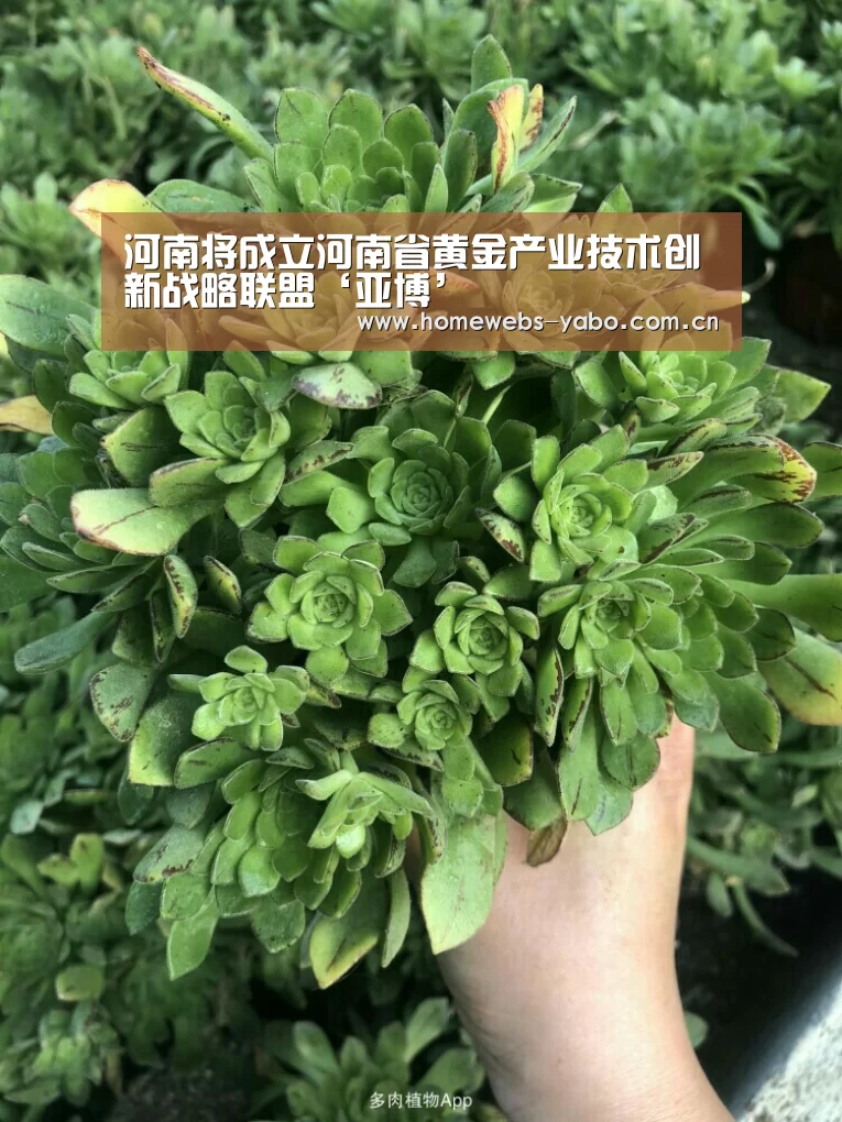 亚博